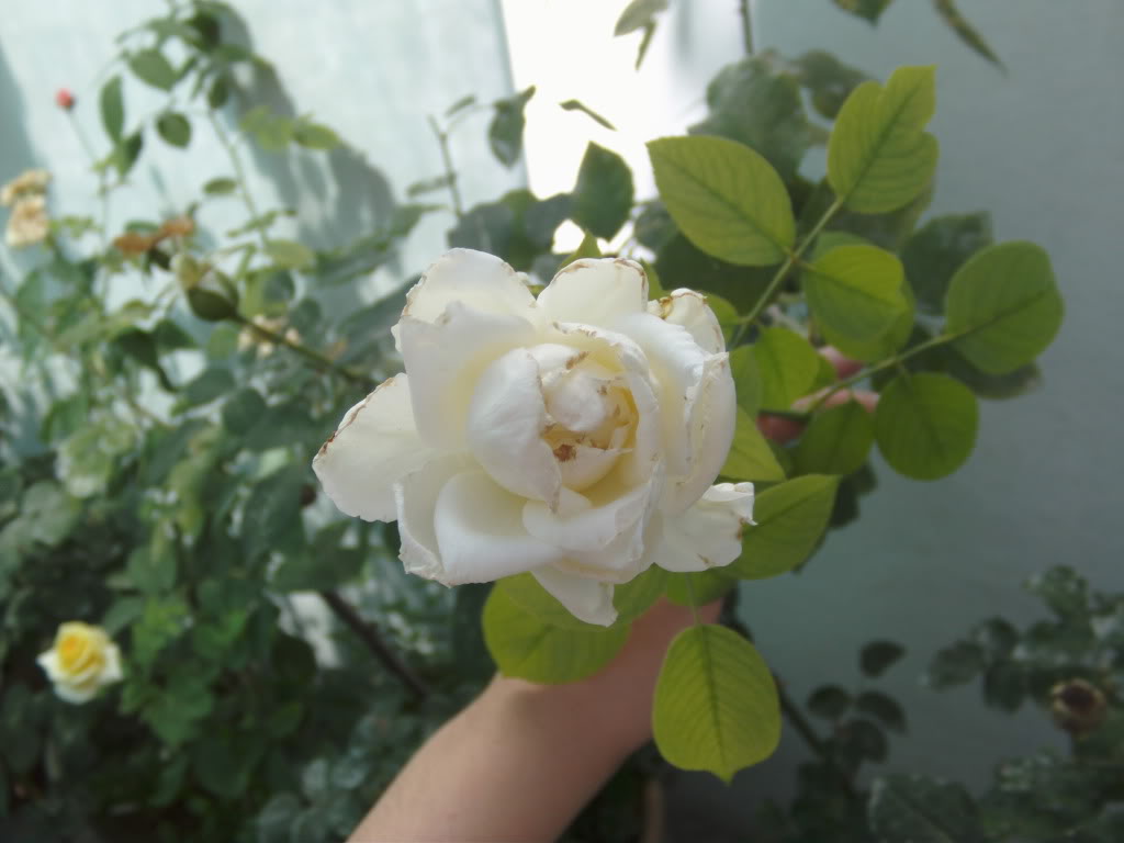 PICT0063.jpg