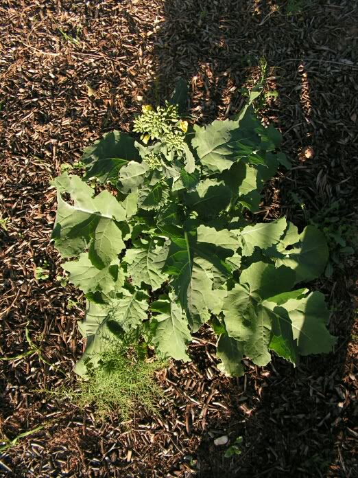 PICT0070.jpg
