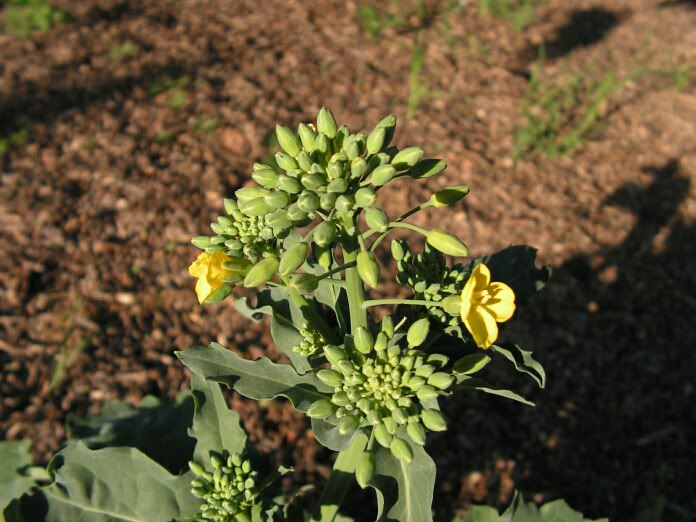 PICT0071.jpg