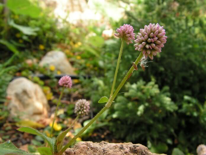 PICT0072.jpg