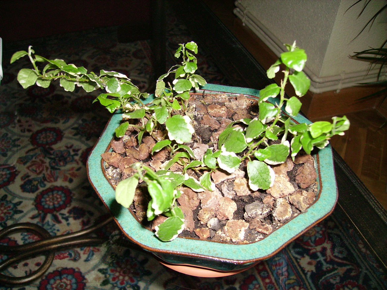 PICT0073%7E0.JPG