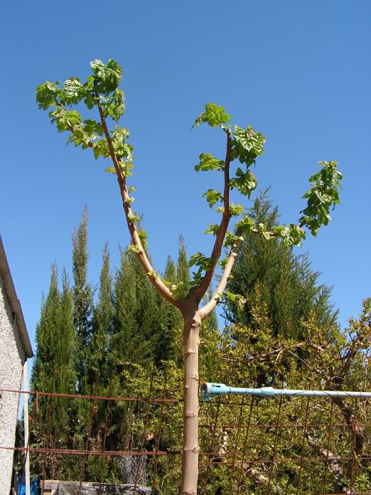 PICT0074.jpg