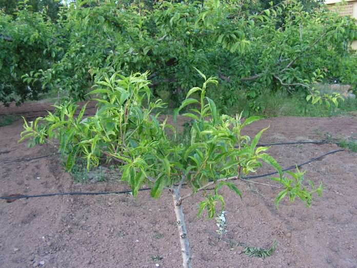 PICT0075.jpg