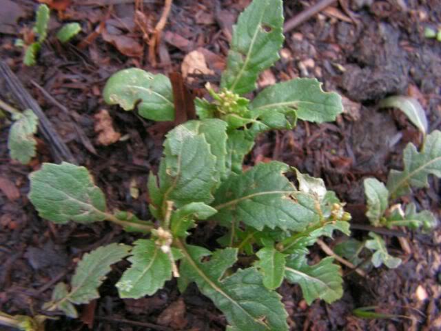 PICT0077.jpg