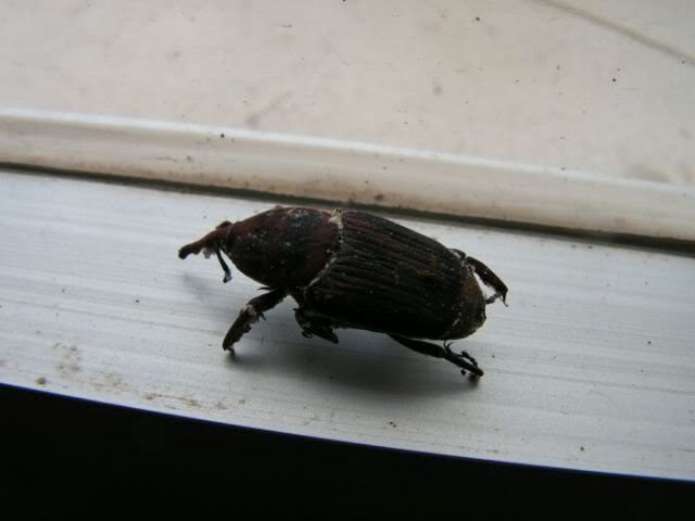 PICT0081.jpg