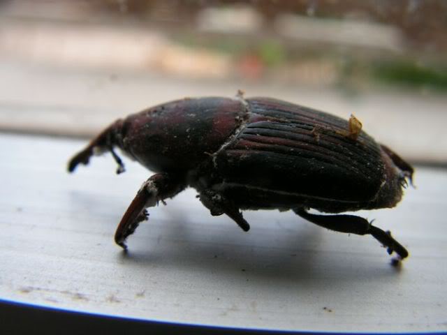 PICT0082.jpg