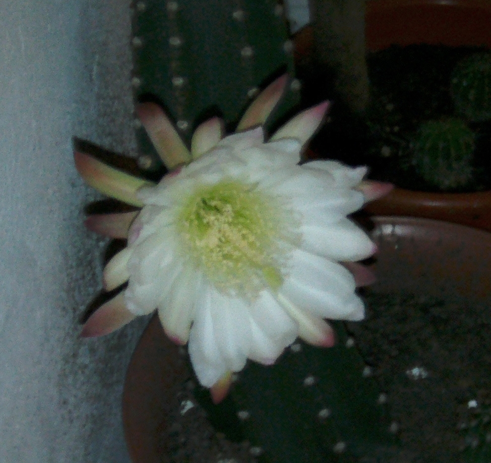 PICT0082.jpg