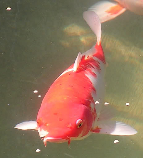 PICT0083.jpg