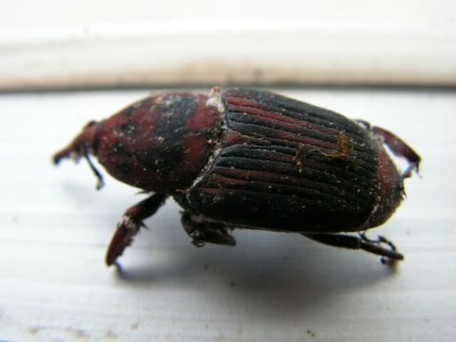 PICT0083.jpg