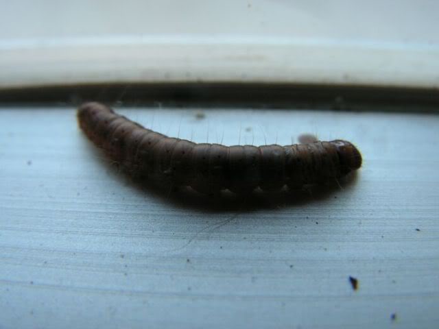 PICT0086.jpg