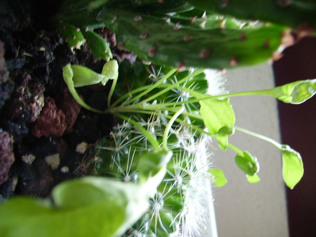 PICT0087.JPG