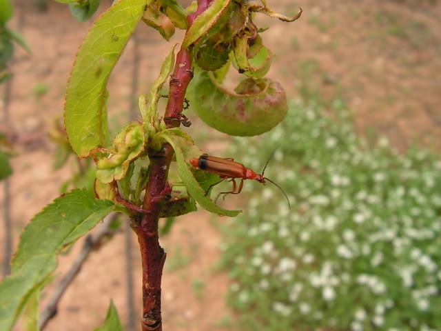 PICT0088.jpg