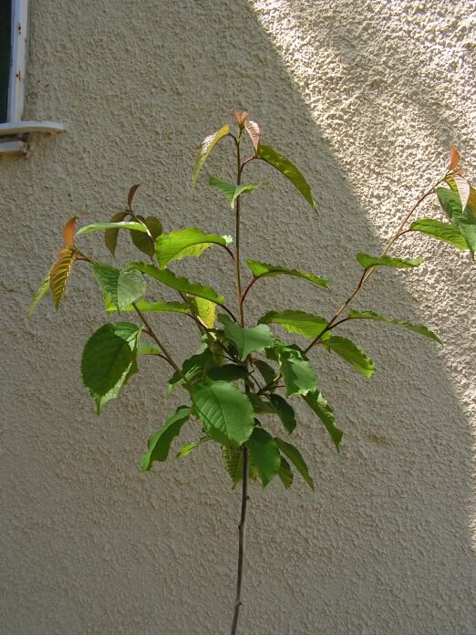 PICT0090.jpg