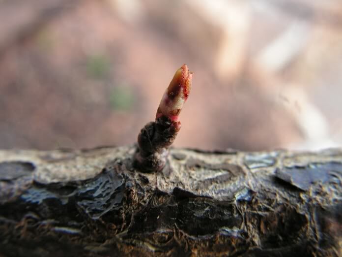 PICT0093.jpg
