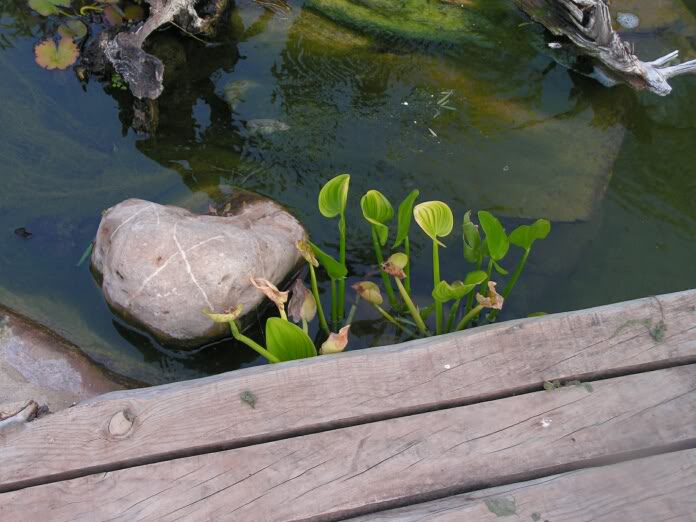 PICT0094.jpg