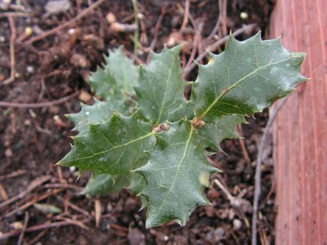 PICT0094.jpg