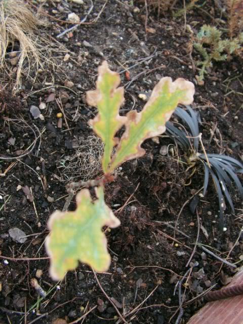 PICT0095.jpg