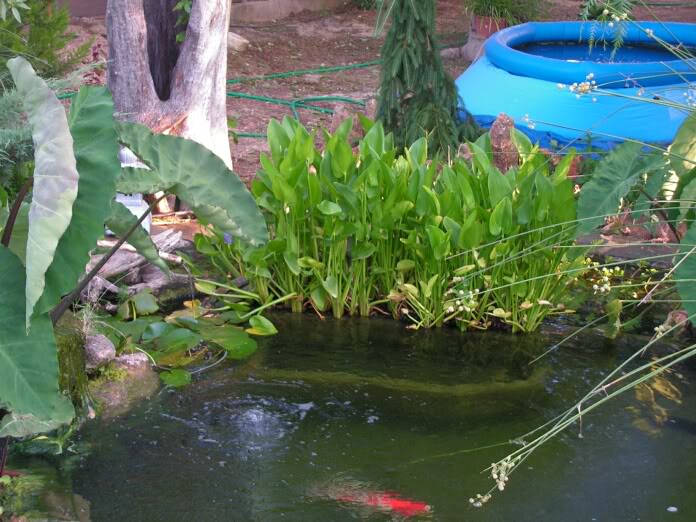 PICT0096.jpg