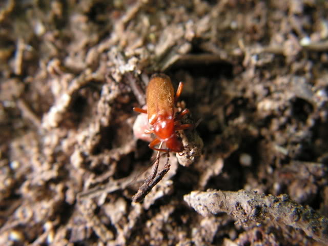 PICT0098.jpg
