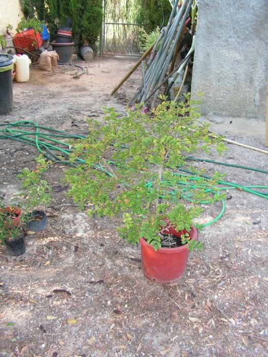 PICT0099.jpg