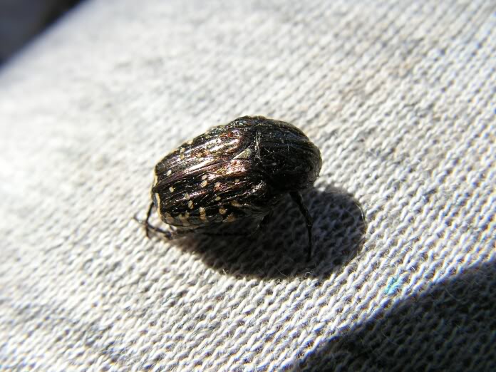 PICT0102.jpg