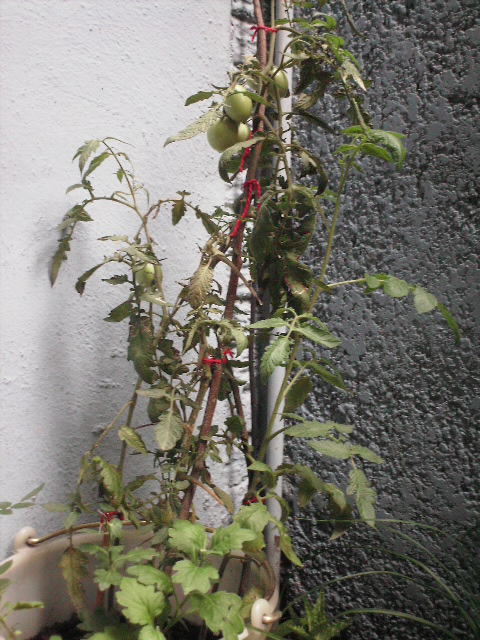 PICT0102.JPG