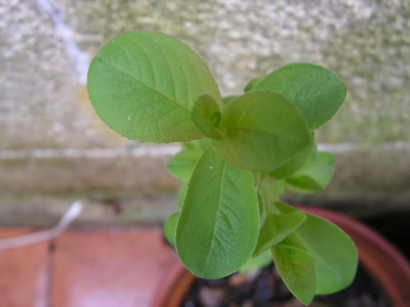 PICT0103.jpg