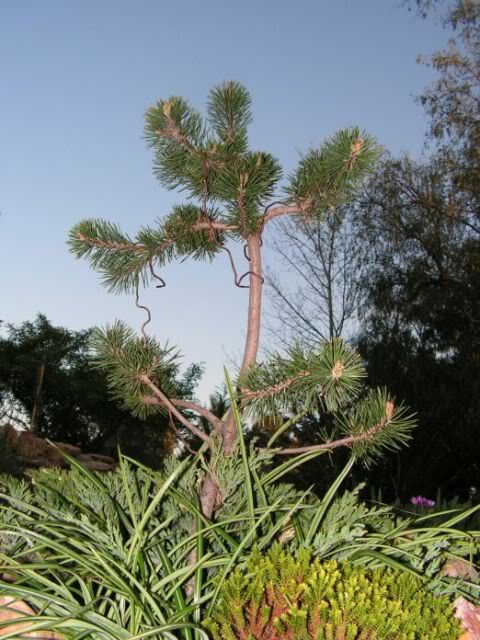 PICT0103.jpg