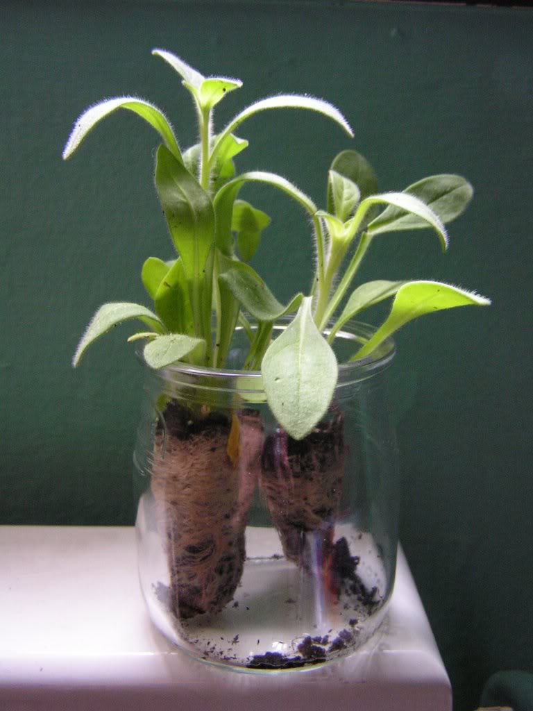 PICT0104.jpg