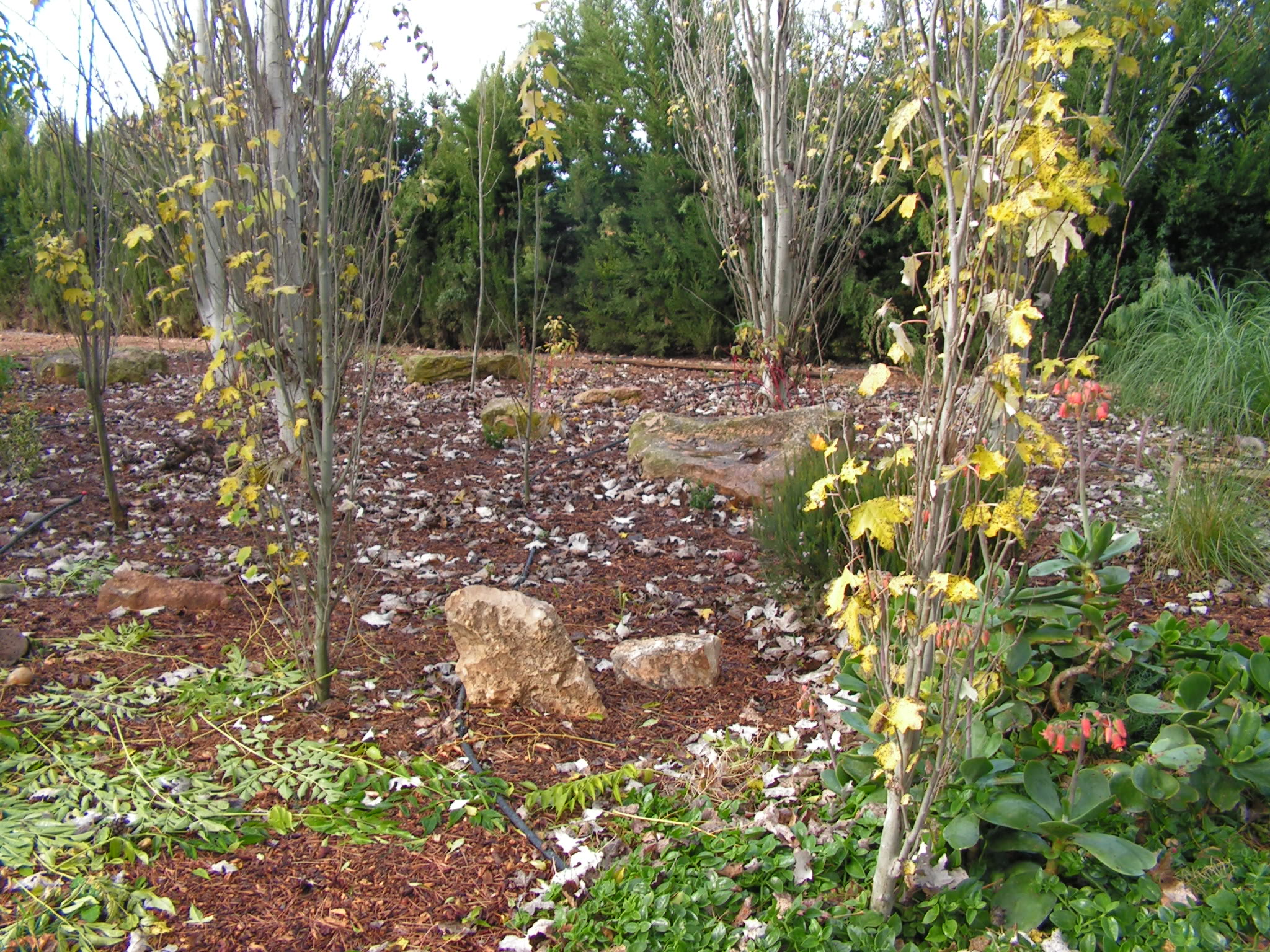 PICT0108.jpg