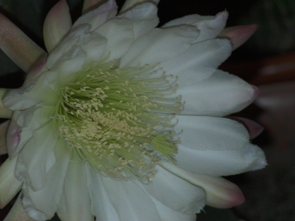 PICT0109.jpg
