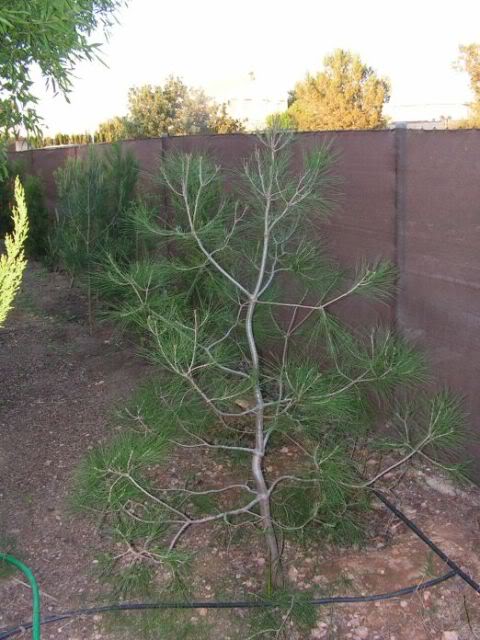 PICT0110.jpg