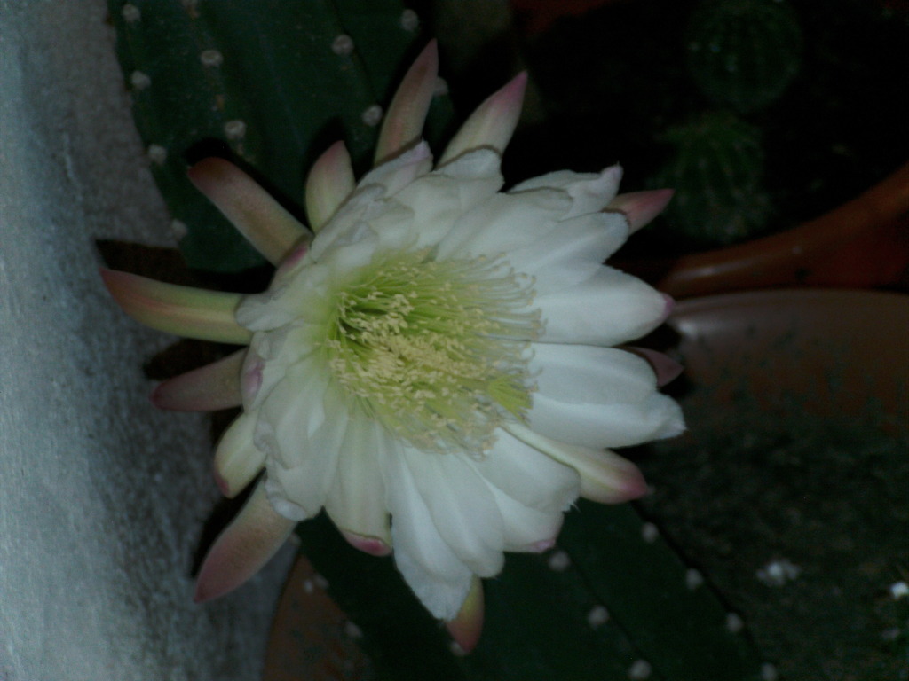 PICT0112.jpg
