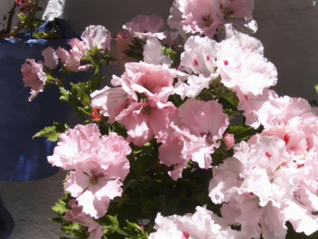 PICT0118_zps0019fff3.jpg