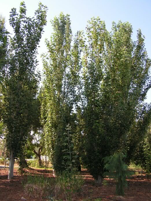 PICT0124.jpg
