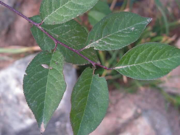 PICT0125.jpg