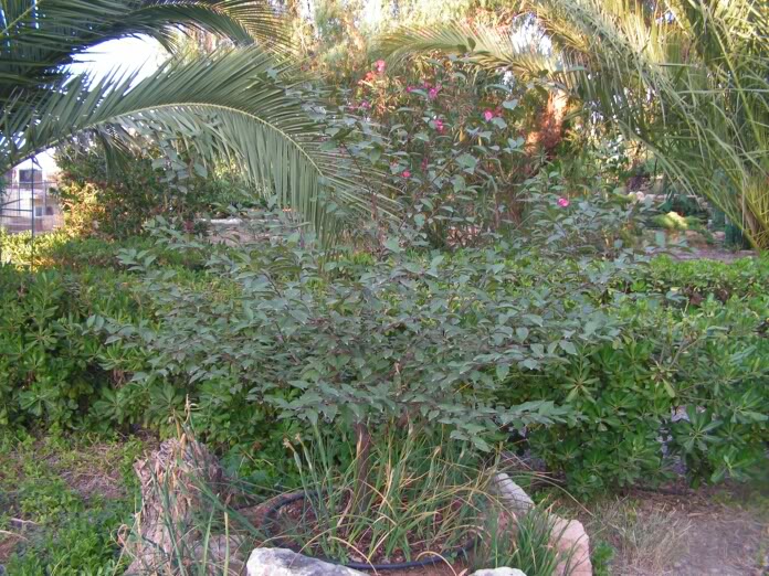 PICT0126.jpg
