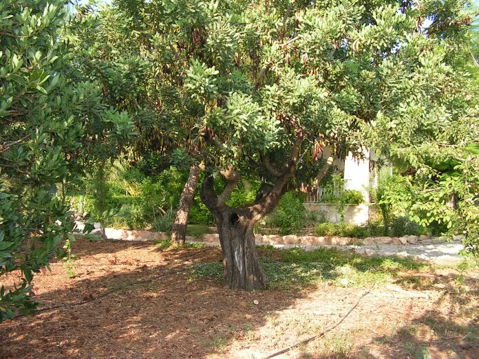 PICT0135.jpg