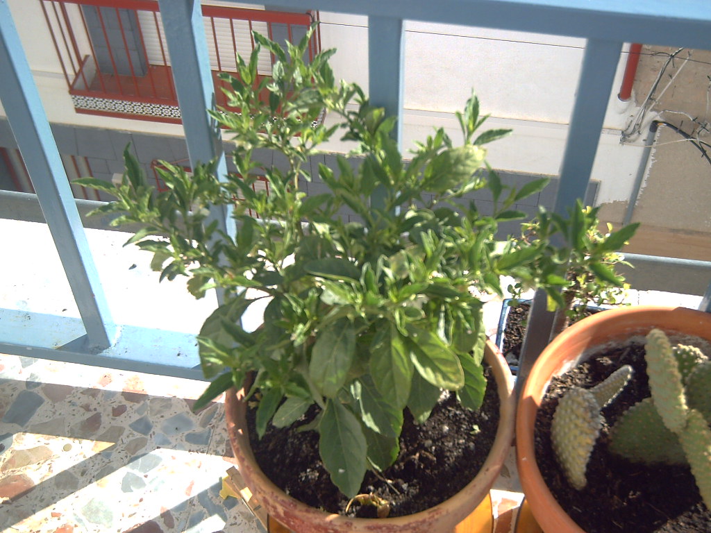 PICT0135.JPG