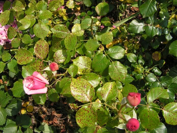 PICT0136.jpg