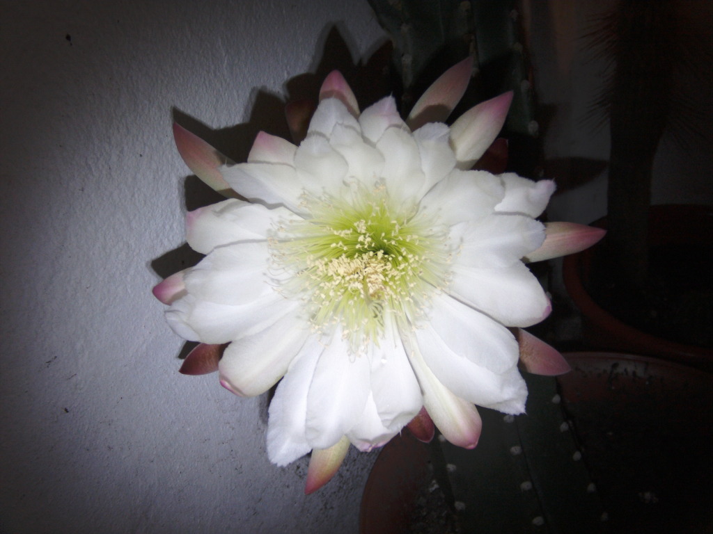 PICT0138.jpg