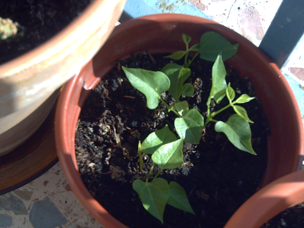 PICT0139.JPG