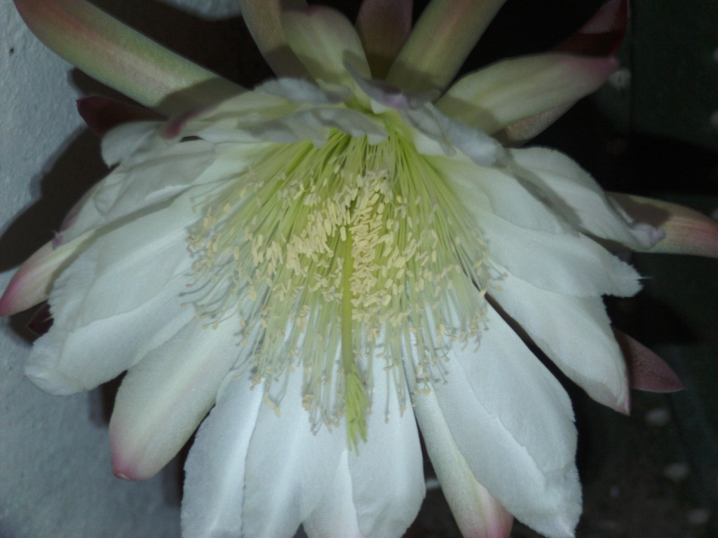 PICT0152.jpg