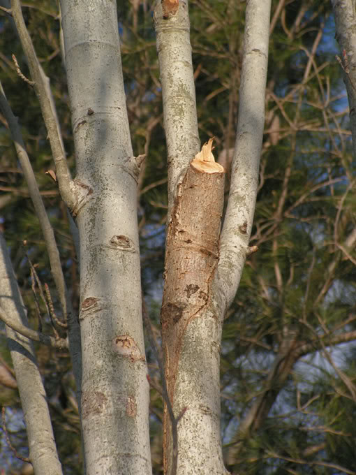 PICT0162.jpg
