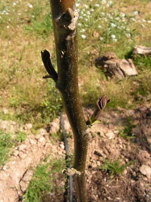 PICT0175.jpg