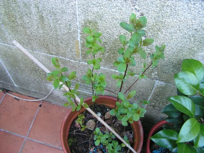 PICT0178.jpg