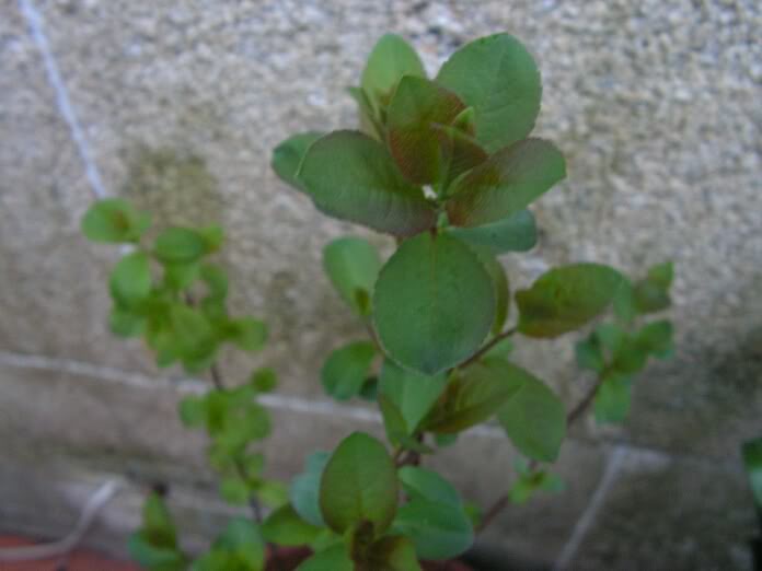PICT0179.jpg