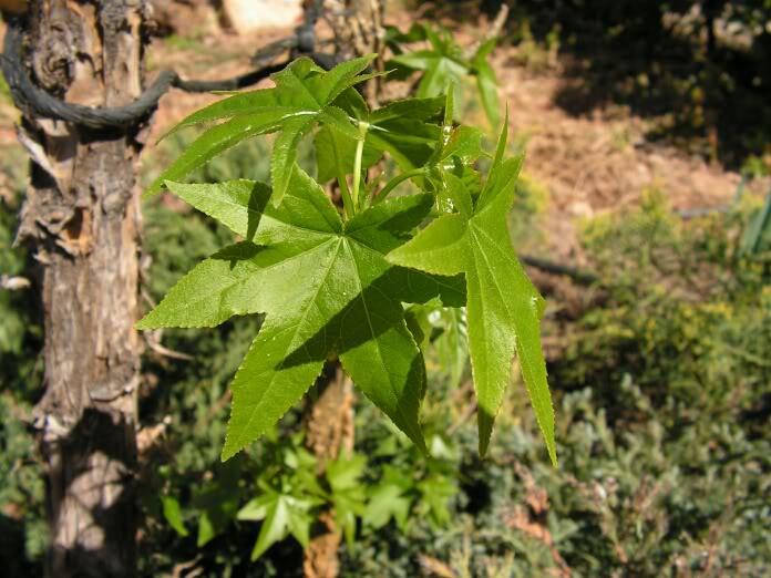 PICT0198.jpg