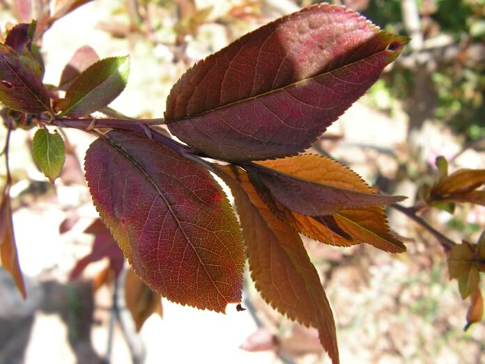 PICT0201.jpg