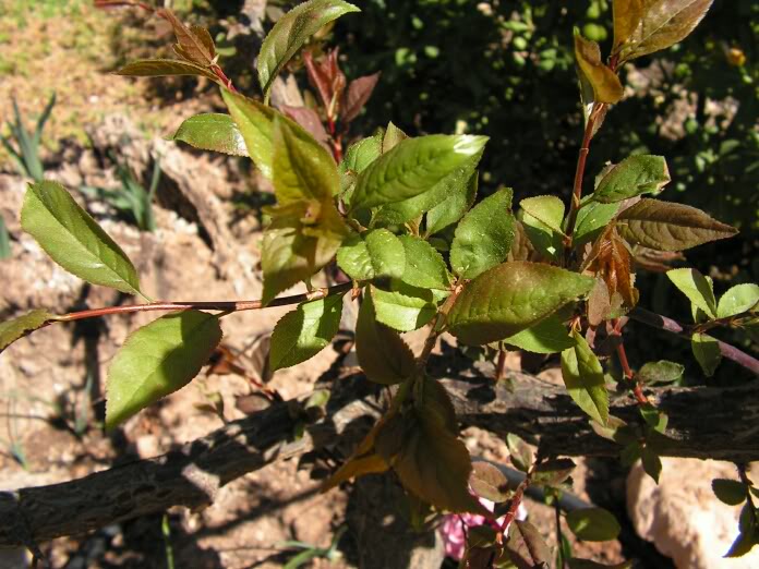 PICT0204.jpg